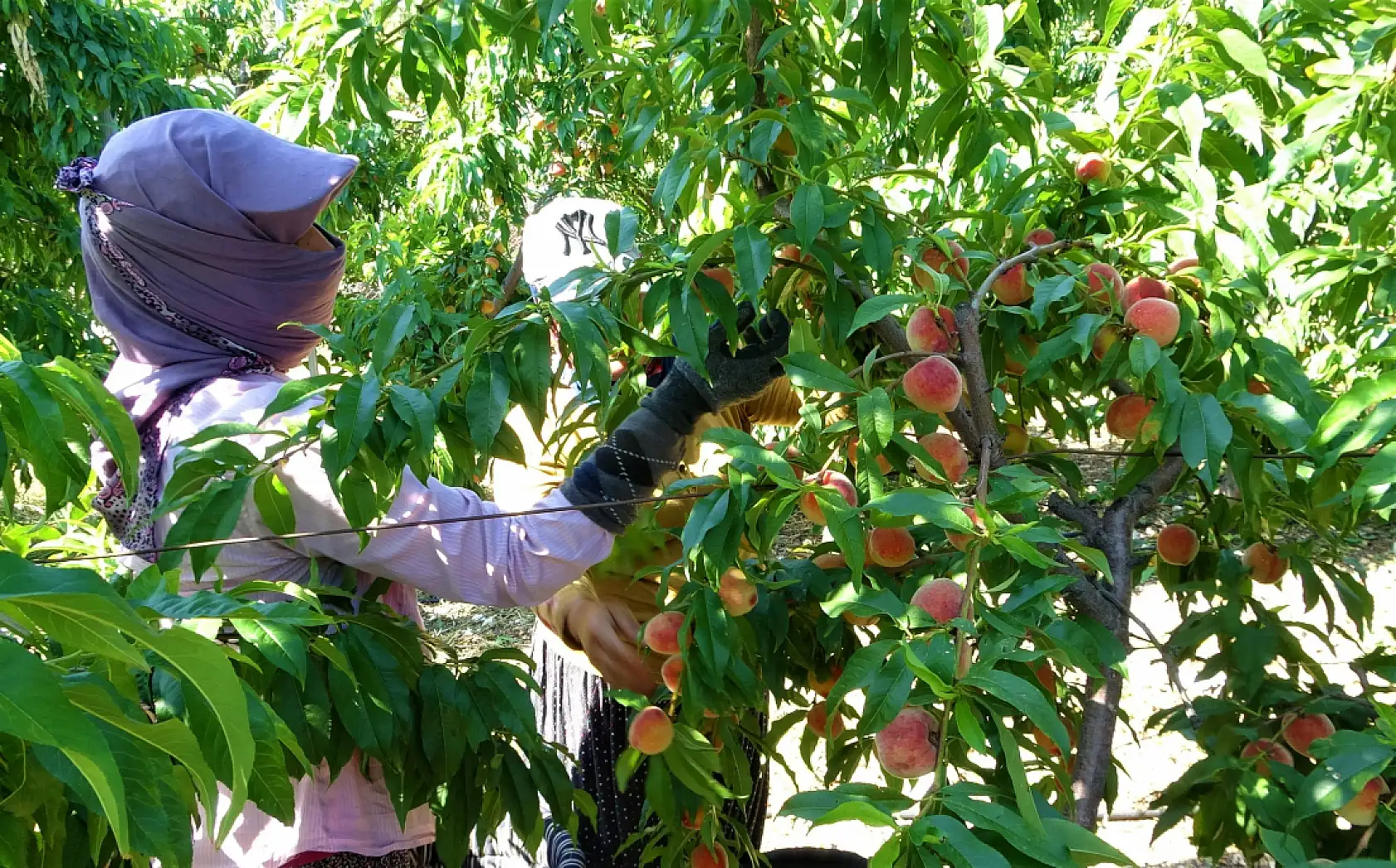 Erkenci şeftali üreticisinin yüzünü güldürdü