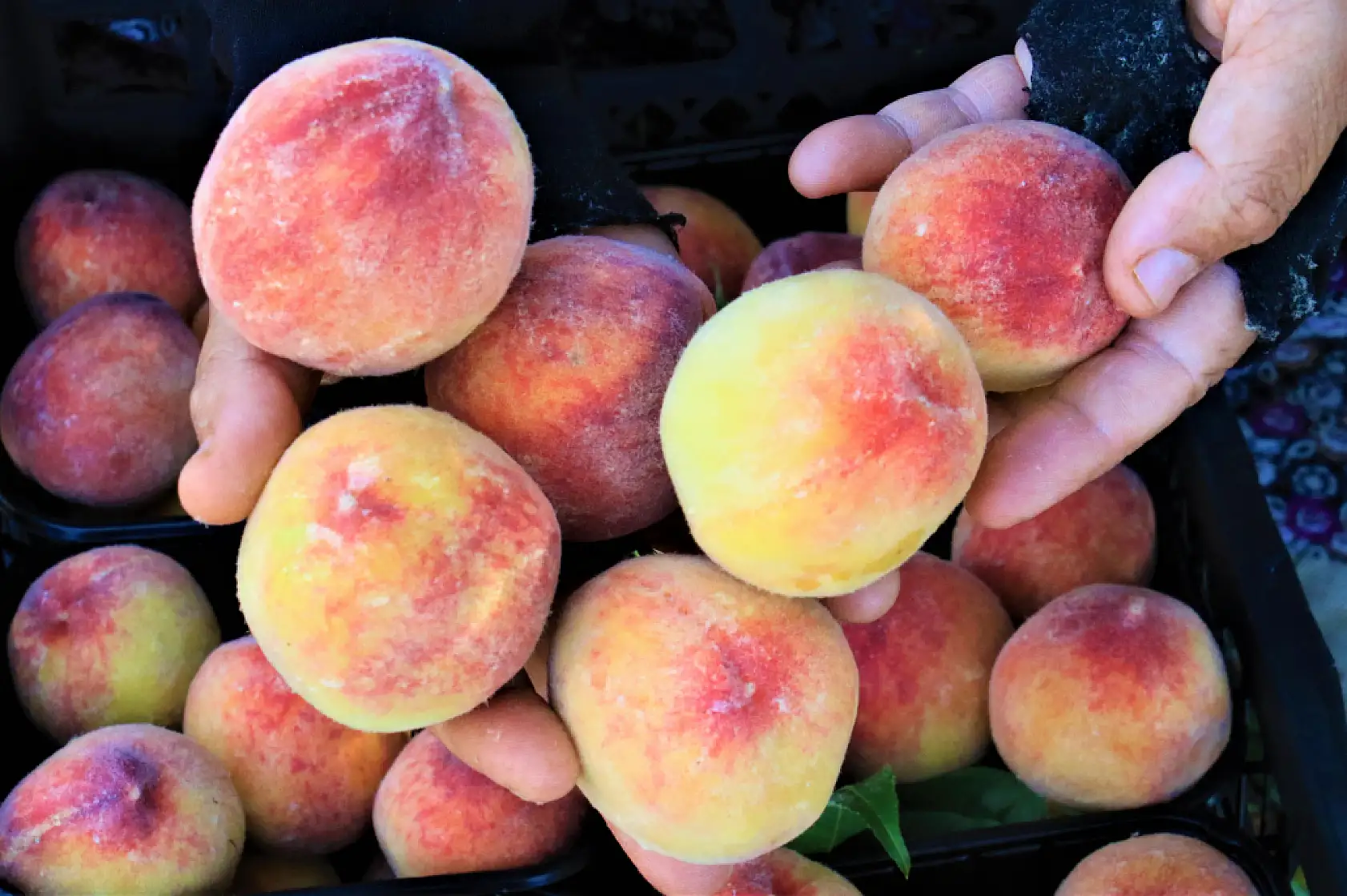 Erkenci şeftali üreticisinin yüzünü güldürdü