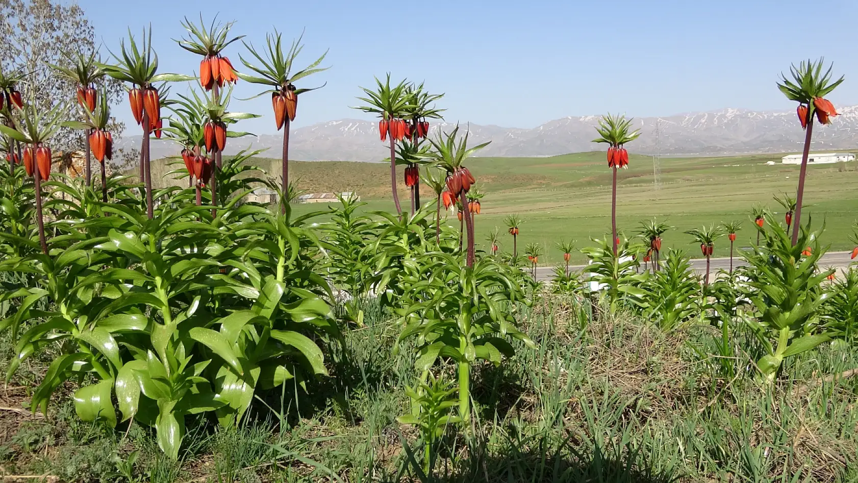 Yüksekova'da ters laleler kendine hayran bıraktı