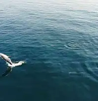 Denizlerin derinlerinde yaşayan balıklar su yüzeyinde görüntülendi