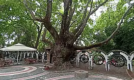 Kazdağları'nın eteklerindeki 400 yıllık anıt ağaçlar turizme kazandırılıyor