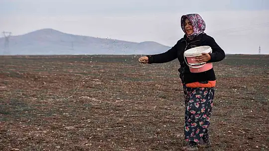 Balıkesir'de süt otu tohumu toprakla buluştu