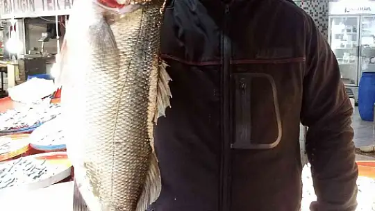 Beş kiloluk olta levreği 750 liraya satışa çıktı