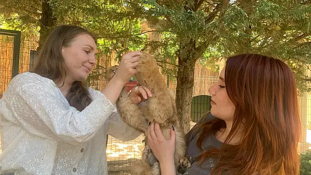 Başkentin Yavru Aslanlarının İsimleri Belli Oldu: Ankara, İstanbul ve Kiev