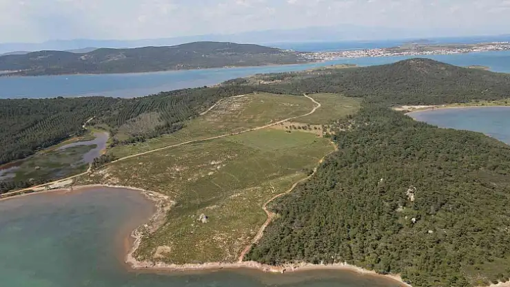 Ayvalık'ta yanan ormanlık alanlarda yeşil yeniden hayat buluyor