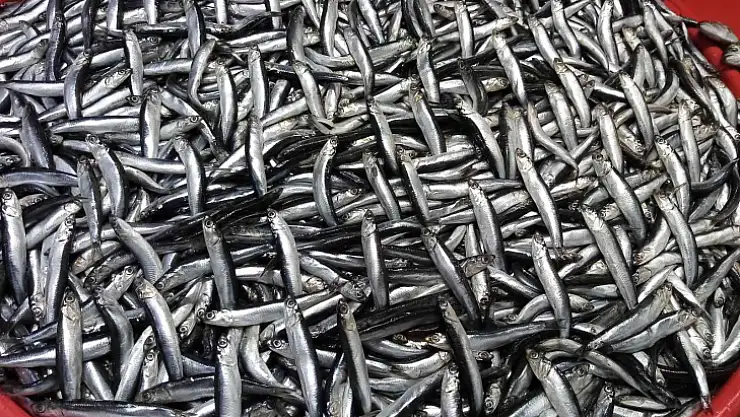 Balık avlama yasağı ile balıkhane amatör balıkçılara kaldı