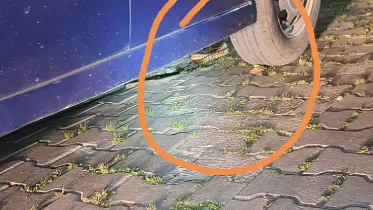 Bandırma'da yılan paniği