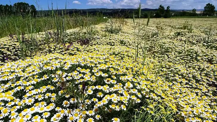 Hisarcık'ta papatyalar tarlaları süsledi