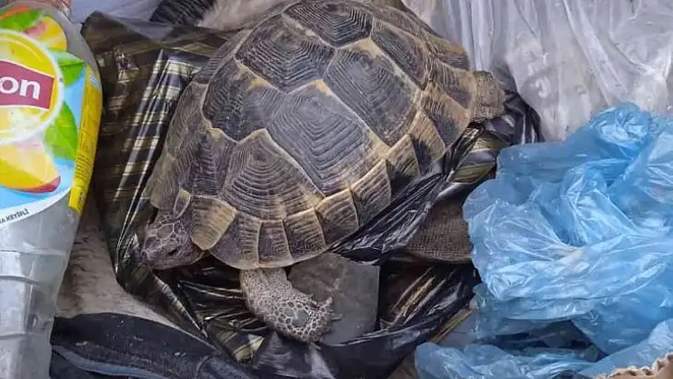 Kaplumbağayı çöpe atmışlar